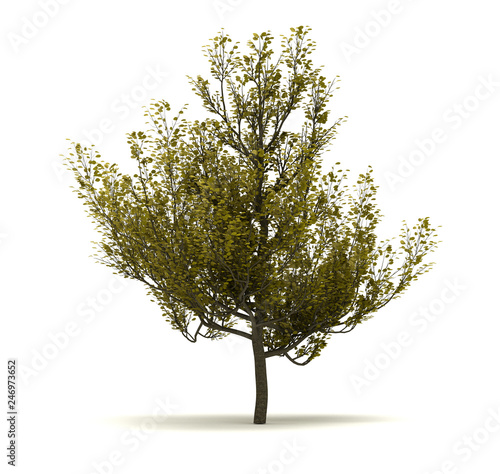 Single Cornus Mas Tree