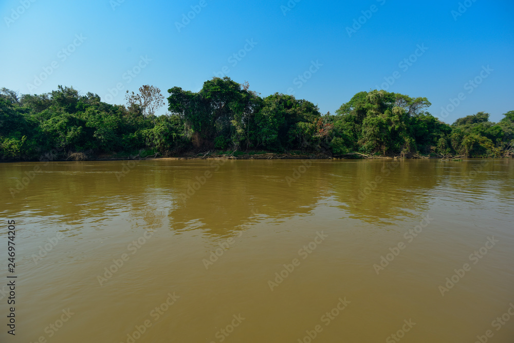 Fototapeta premium Pantanal forest ecosystem, Mato Grosso, Brazil