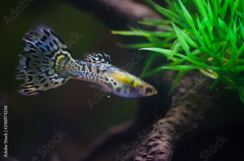  Pretty Guppy in an aquarium