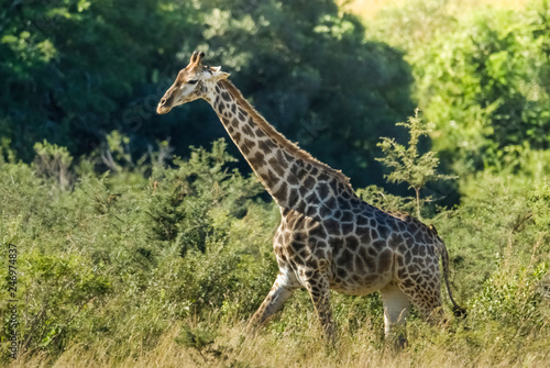 Giraffe in the jungle habitat, Africa photo