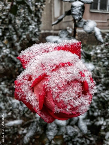 Winter rose