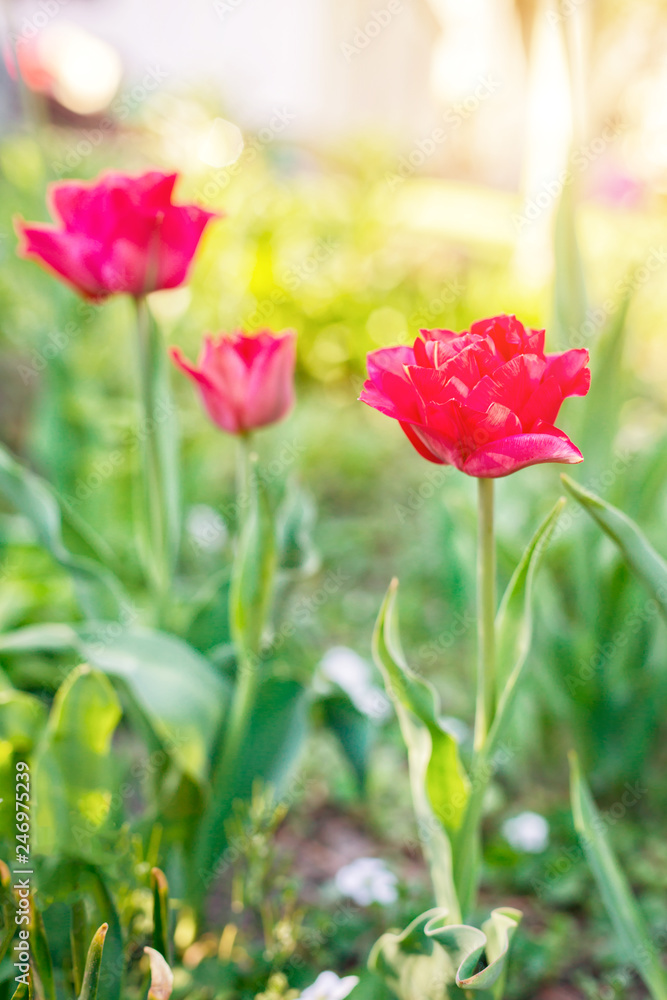 red fresh tulips grow on the bed in the spring