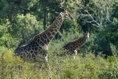 Giraffe in the jungle habitat  Africa