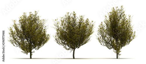 Three Cornus Mas Tree photo