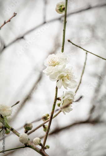 plum blossom on a tree