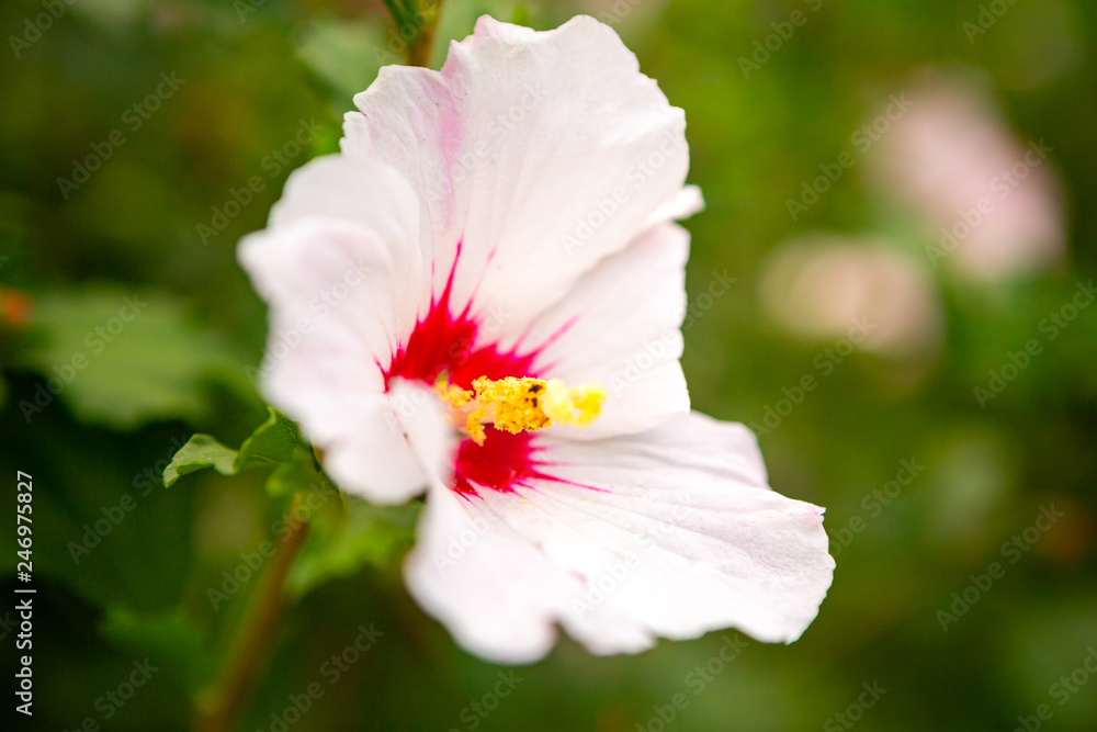 beautiful white mallow flower on the Green bushes. beautiful white mallow flower on the Green bushes.