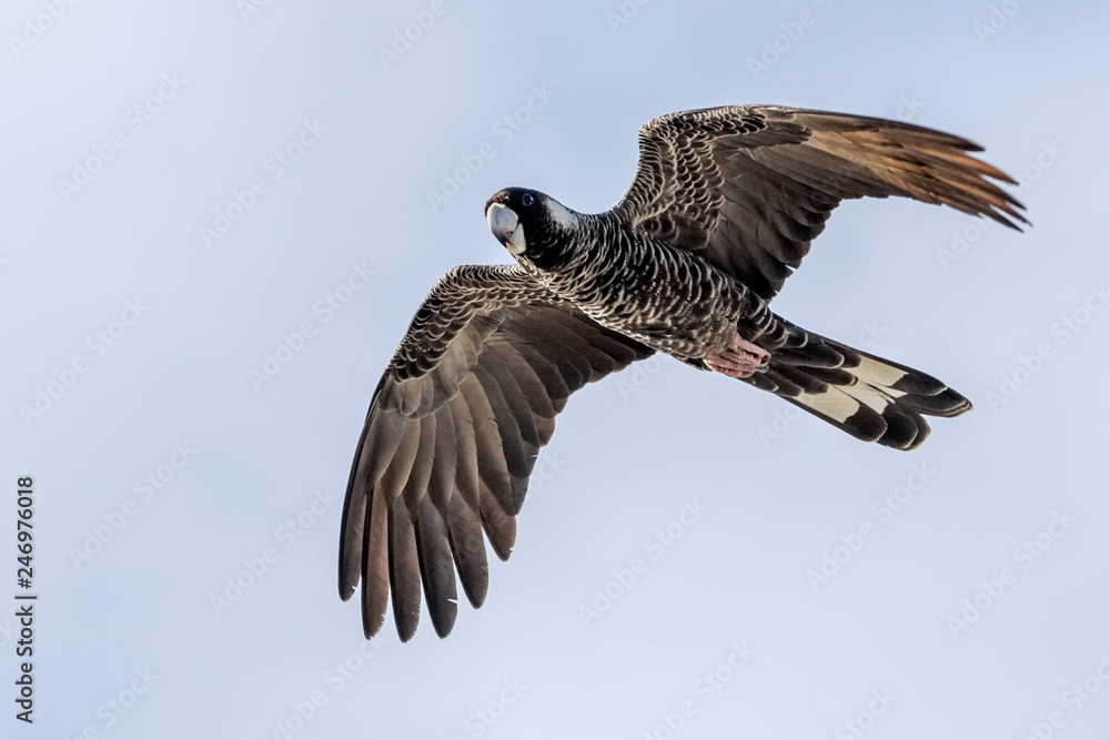 The Short-billed Black Cockatoo (Calyptorhynchus latirostris) also known as Carnaby's Cockatoo or Carnaby's Black Cockatoo is a large black cockatoo endemic to south-western Australia and threatened b
