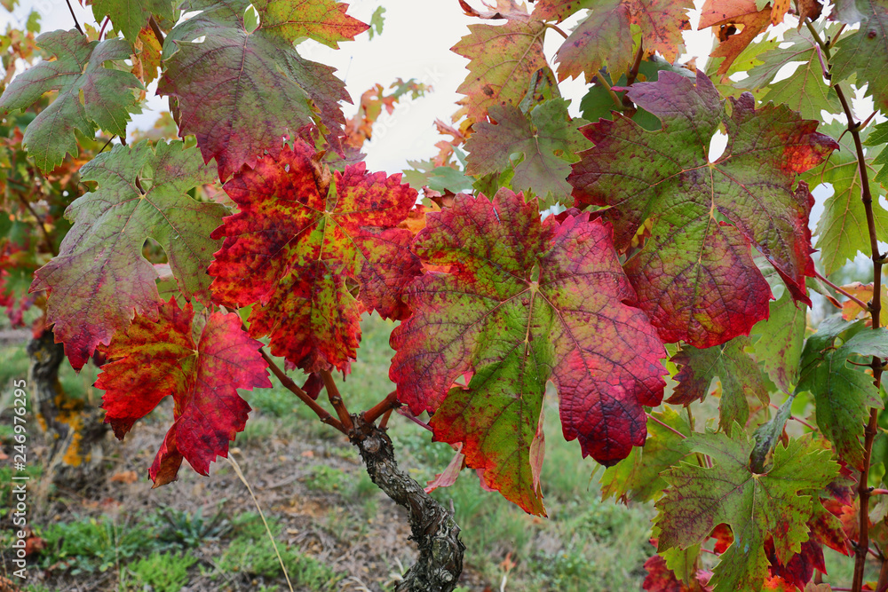 Close up of Autumn wild vine leaves in La Rioja, Spain