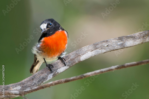 Scarlet Robin sitting on a branch , Perth Western Australian
