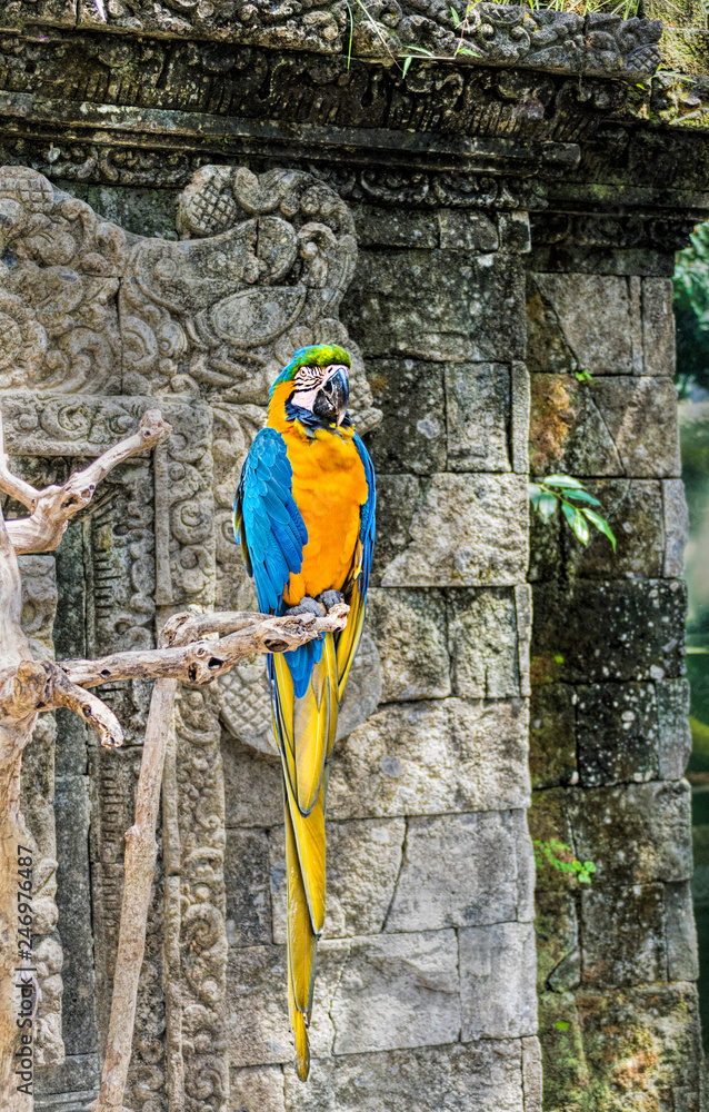 Blue and Gold Macaw - Big Parrot. (Ara ararauna), also known as the blue-and-gold macaw, is a large South American parrot with blue top parts and yellow under parts. Blue and Gold Macaw - Big Parrot. (Ara ararauna), also known as the blue-and-gold macaw, is a large South American parrot with blue top parts and yellow under parts.