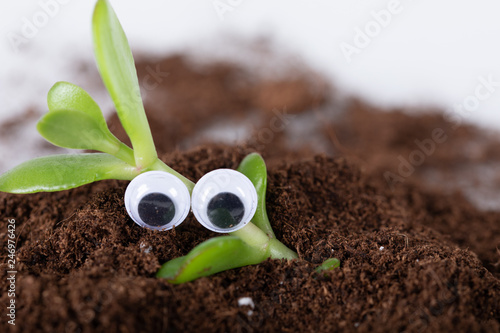 ecology plant