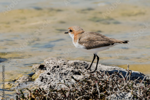 Red-capped plover ~ Charadrius ruficapillus ~ also known as the red-capped dotterel photo
