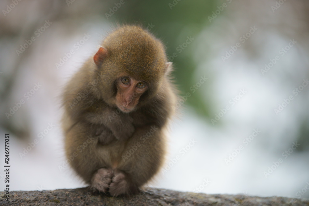 A baby monkey shivering in snowy field (part 2) A baby monkey shivering in snowy field (part 2)