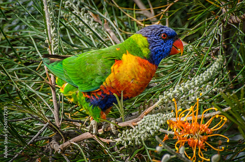 Rainbow Lorikeet - Trichoglossus moluccanus- species of parrot found in Australia