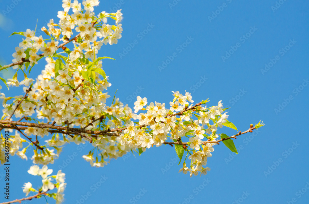 Beautiful white flower of Sakura or Wild Himalayan Cherry tree in outdoor park with blue sky Beautiful white flower of Sakura or Wild Himalayan Cherry tree in outdoor park with blue sky