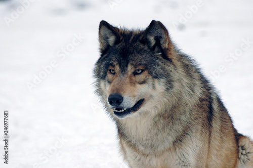 Mackenzie-Wolf (Canis lupus occidentalis), Captive, Deutschland, Europa
