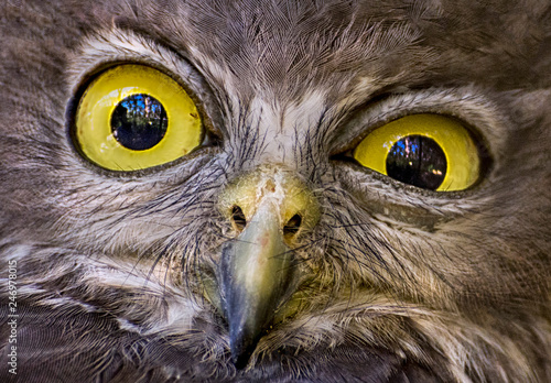 Schilderij op canvas Close up of a barking owl , Australia