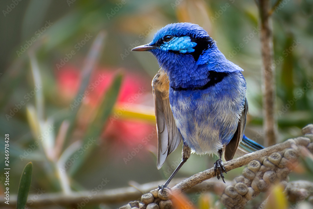 Naklejka premium Male Splendid Fairy Wren, Malurus splendens, Western Australia
