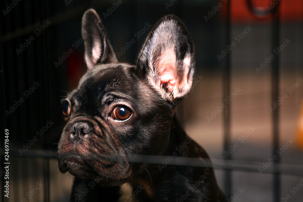 black french bulldog home interior 