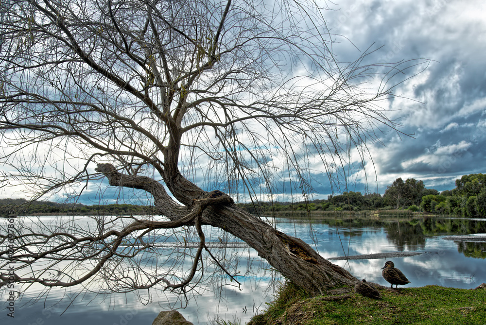 Yanchep National Park Lake with a Pacific Black Duck - Anas superciliosa under the tree