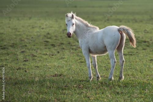 White horse in the pampas
