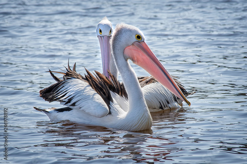 Australian pelican (Pelecanus conspicillatus) Perth Western Australia