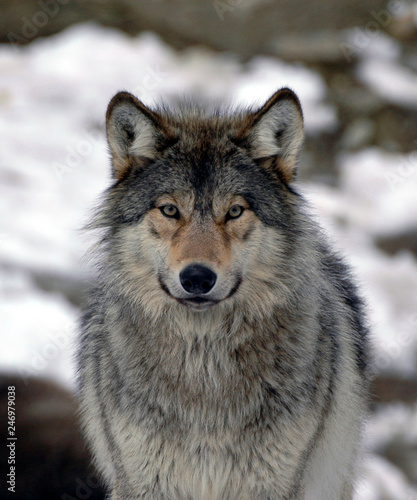 Mackenzie-Wolf (Canis lupus occidentalis), Captive, Deutschland, Europa ©  Egon Boemsch