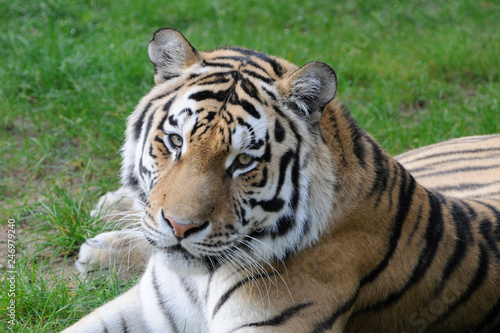 Sibirischer Tiger  Amurtiger  Panthea tigris altaica   Captive  Deutschland  Europa