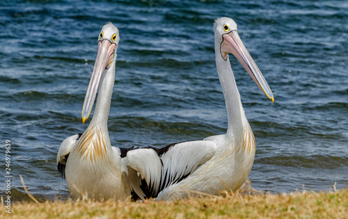 Australian pelican (Pelecanus conspicillatus) Perth Western Australia