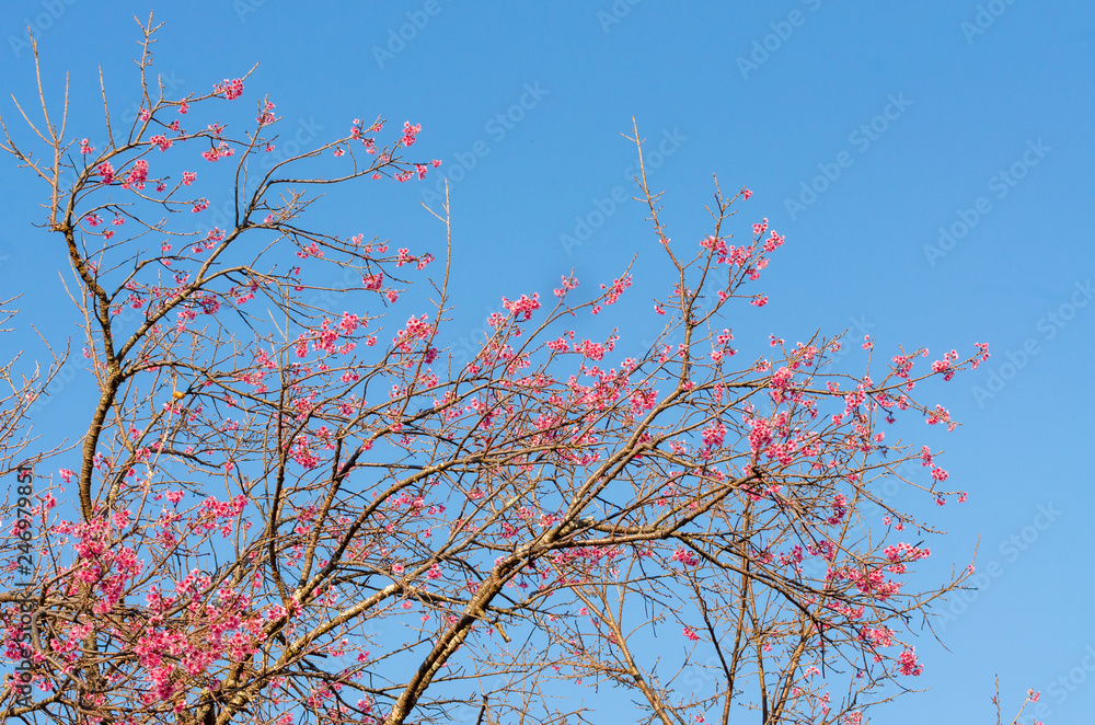 Beautiful pink flower of Sakura or Wild Himalayan Cherry tree in outdoor park with blue sky Beautiful pink flower of Sakura or Wild Himalayan Cherry tree in outdoor park with blue sky