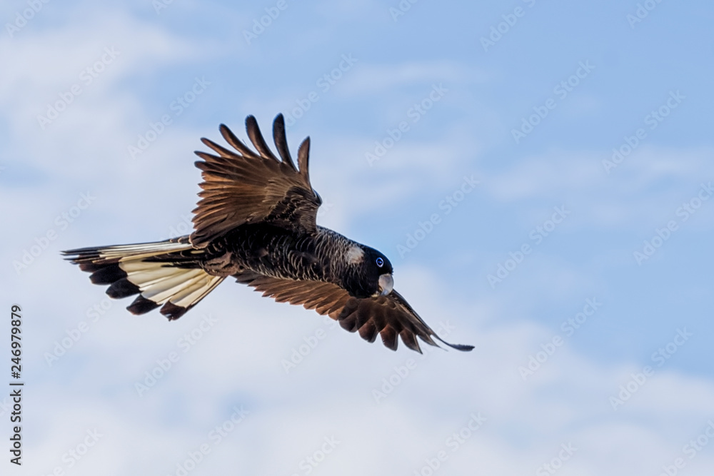 The Short-billed Black Cockatoo (Calyptorhynchus latirostris) also known as Carnaby's Cockatoo or Carnaby's Black Cockatoo is a large black cockatoo endemic to south-western Australia and threatened b