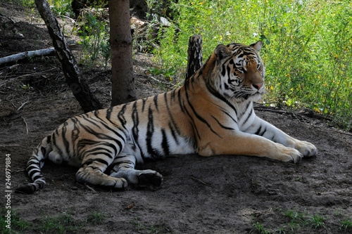 Sibirischer Tiger  Amurtiger  Panthea tigris altaica   Captive  Deutschland  Europa