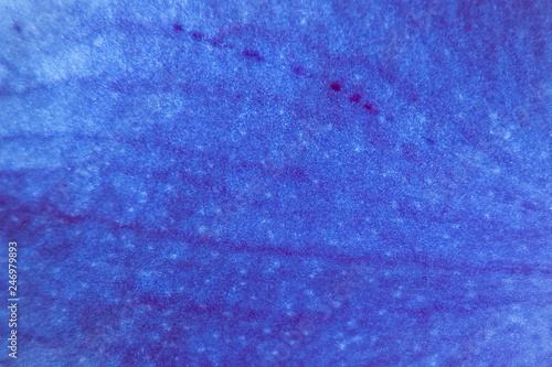 Macro blue petal
