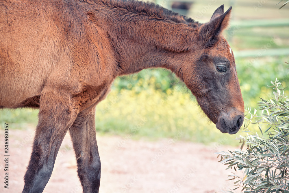 portrait of purebred spanish foal posing in olive garden. Andalusia. Spain