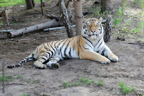 Sibirischer Tiger, Amurtiger (Panthea tigris altaica), Captive, Deutschland, Europa ©  Egon Boemsch