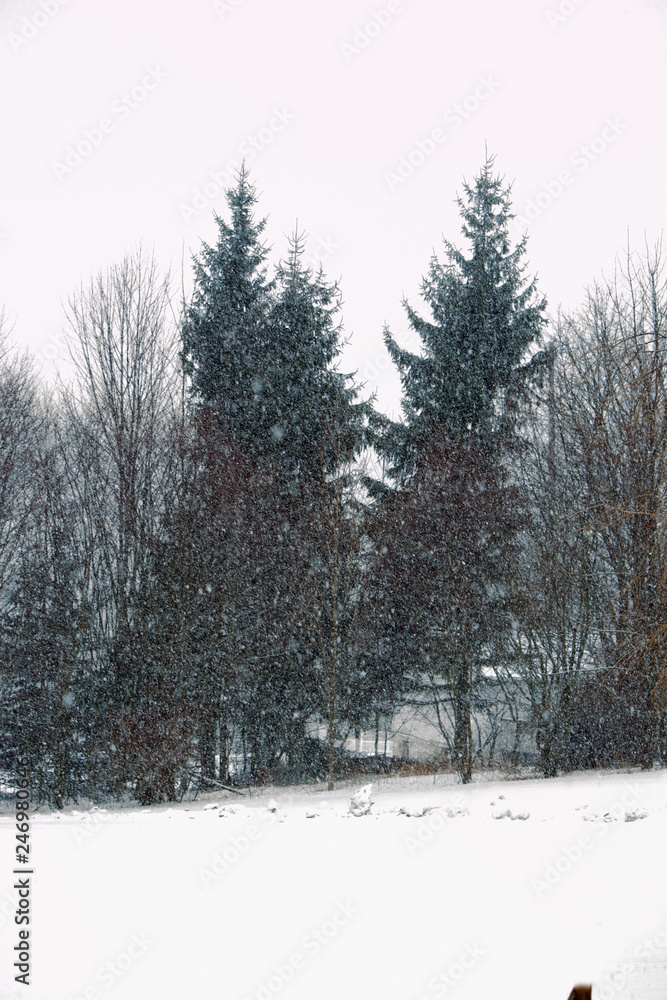 Obraz premium Pines in Winter Snowstorm