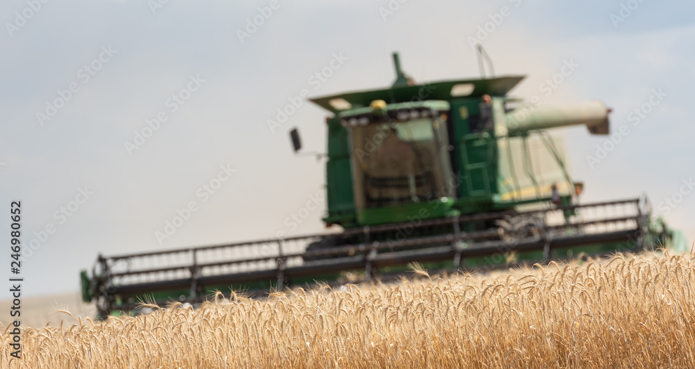 Fototapeta premium Combine harvester in the pampas