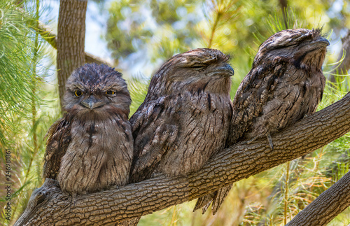 The Tawny Frogmouth (Podargus strigoides) is an Australian species of frogmouth, an iconic type of bird found throughout the Australian mainland, Tasmania and southern New Guinea. It is often mistaken photo
