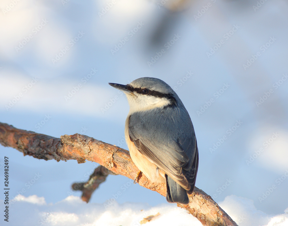 Obraz premium The nuthatch sits on a branch