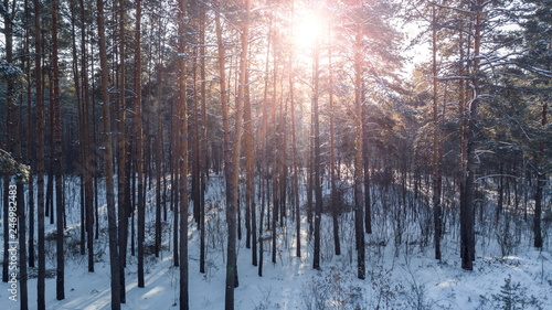Aerial view of the pine forest in winter.
