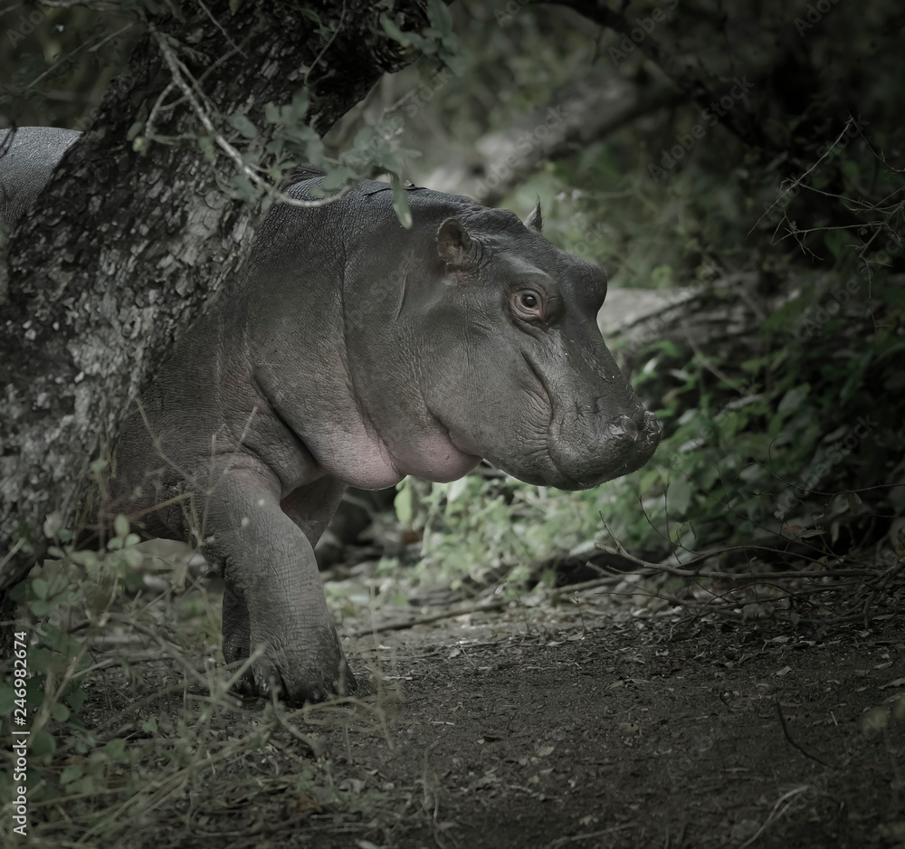African Hippopotamus, South Africa, in forest environment African Hippopotamus, South Africa, in forest environment