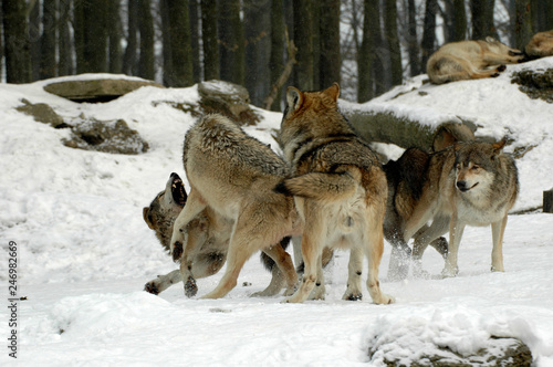 Mackenzie-Wölfe (Canis lupus occidentalis), Captive, Deutschland, Europa ©  Egon Boemsch