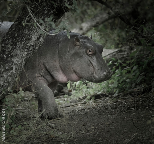 African Hippopotamus, South Africa, in forest environment © foto4440
