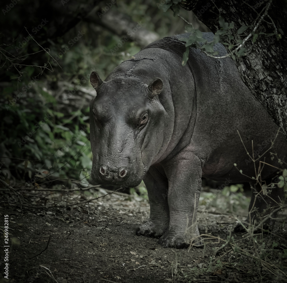 Naklejka premium African Hippopotamus, South Africa, in forest environment
