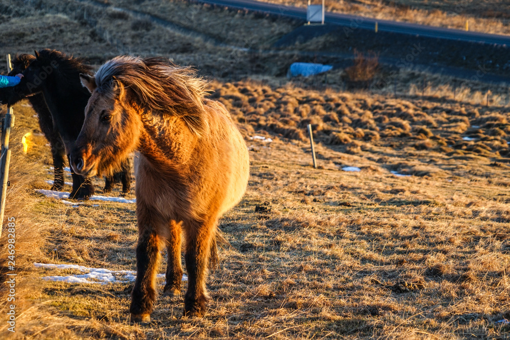 Fototapeta premium アイスランドの草原の馬（野生）