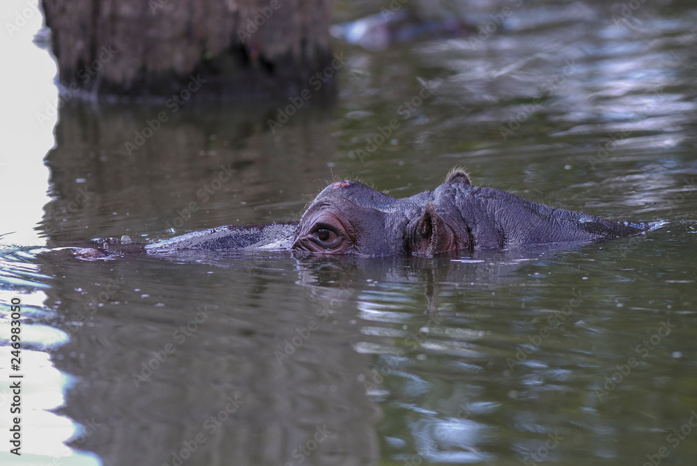 Fototapeta premium African Hippopotamus, South Africa, in forest environment
