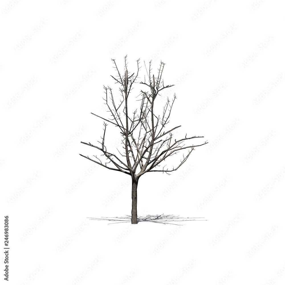 Obraz premium a single Japanese Maple tree in the winter with shadow on the floor - isolated on white background