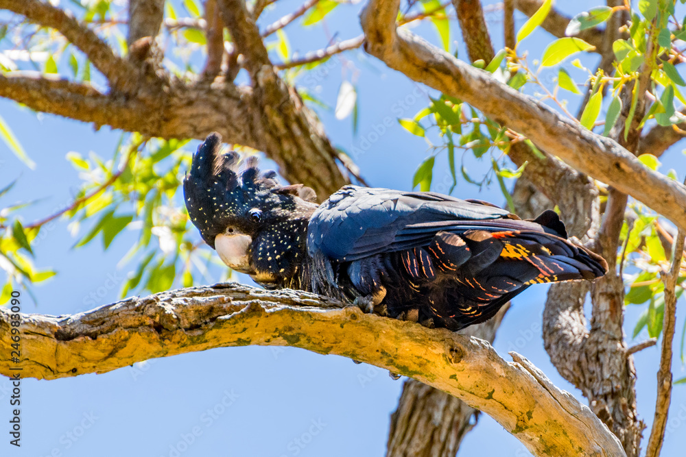 Redtailed black cockatoo