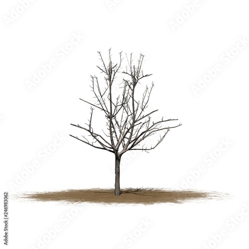 a single Japanese Maple tree in the winter on a sand area - isolated on white background