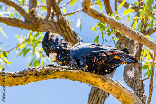 Obraz na płótnie Redtailed black cockatoo w salonie